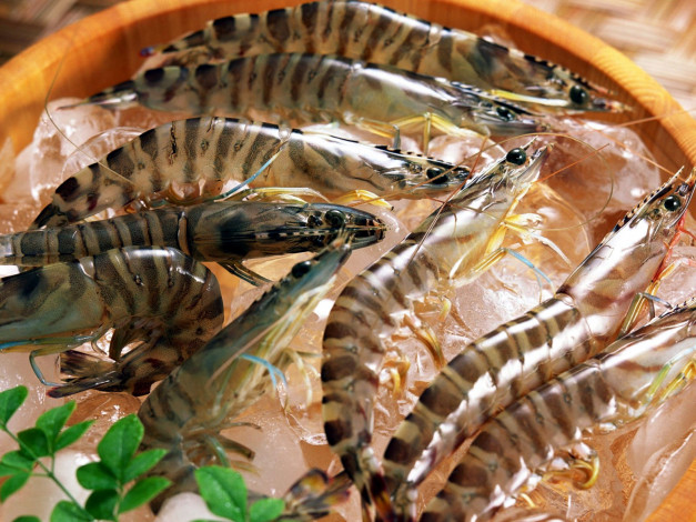 Обои картинки фото еда, рыба,  морепродукты,  суши,  роллы, креветки