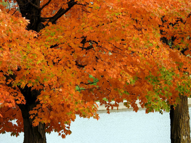 Обои картинки фото природа, деревья, клен