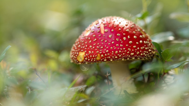 Обои картинки фото природа, грибы,  мухомор, одиночка