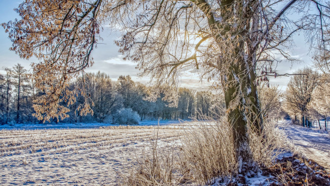 Обои картинки фото природа, зима, иней, снег