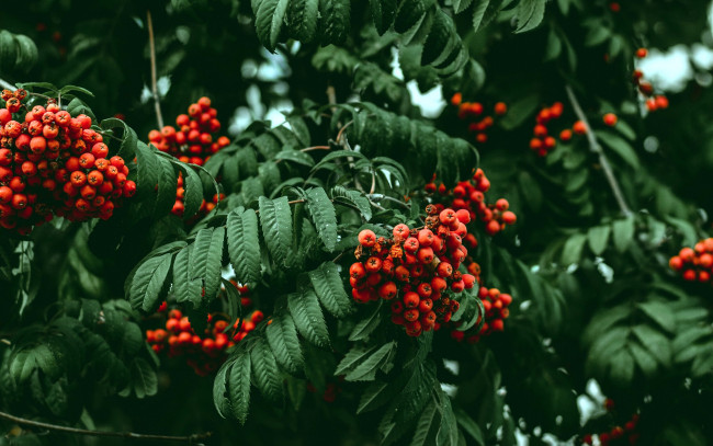 Обои картинки фото природа, Ягоды,  рябина, рябина
