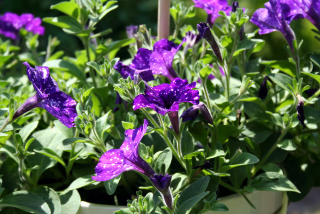 Обои картинки фото цветы, петунии,  калибрахоа, петуния