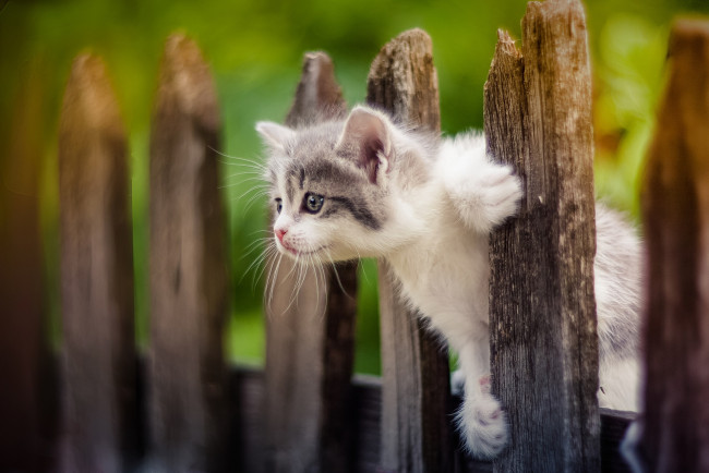 Обои картинки фото животные, коты, забор, малыш, котёнок, любопытный
