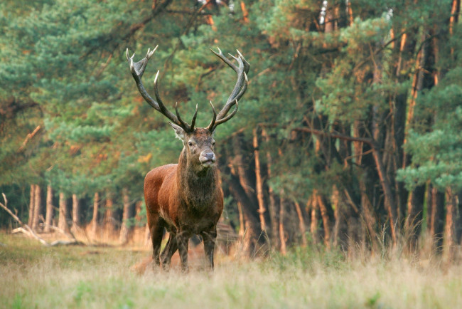 Обои картинки фото животные, олени, поляна, лес, рога, олень