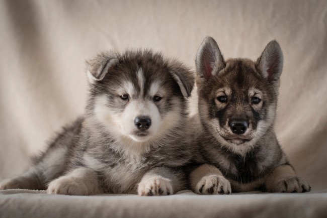 Обои картинки фото животные, собаки, фон, портрет, щенки, парочка, хаски