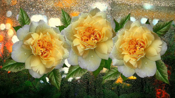 Картинка цветы розы