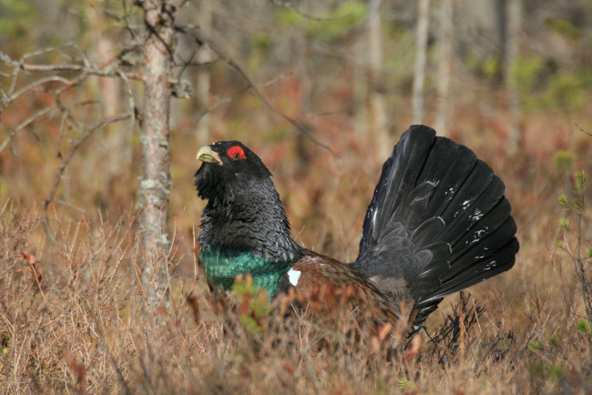 Обои картинки фото глухарь, животные, глухари,  тетерева, лес, ток, птица