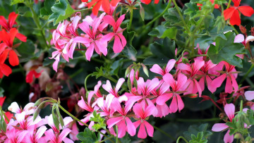 Картинка цветы герань розовый