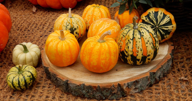 Обои картинки фото еда, тыква, осень, тыквы, урожай