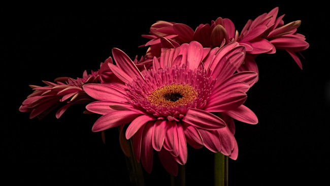 Обои картинки фото цветы, герберы, макро