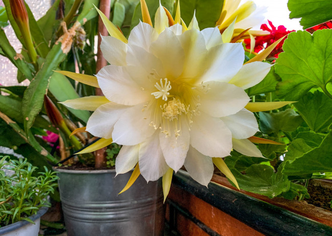 Обои картинки фото цветы, кактусы, цветущий, кактус