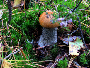 Картинка природа грибы подосиновик