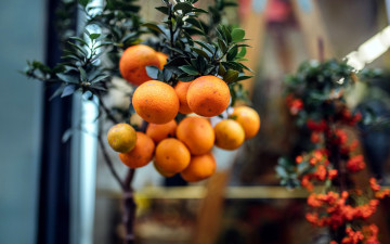 Картинка природа плоды апельсины