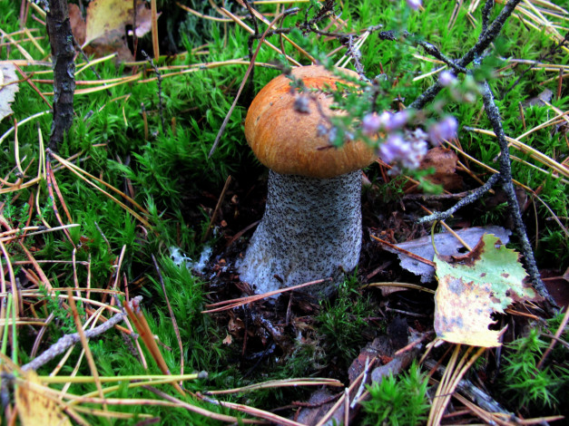 Обои картинки фото природа, грибы, подосиновик