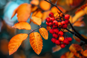 Картинка 3д+графика природа+ nature рябина ягоды ветка листья осень нейросеть