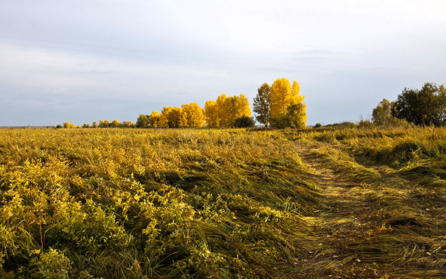 Обои картинки фото природа, поля, деревья, колея, поле, осень