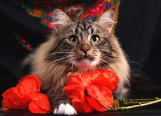 Картинка животные коты кот кошка