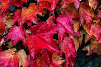 обоя природа, листья, клен, осень