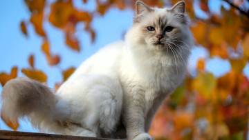 Картинка животные коты кот белый осень дерево ветки