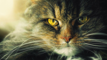 Картинка животные коты кот кошка