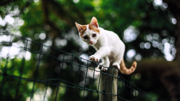 Картинка животные коты котенок забор