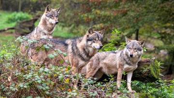 обоя животные, волки,  койоты,  шакалы, бревна, кусты, деревья