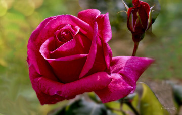 обоя цветы, розы, цветок