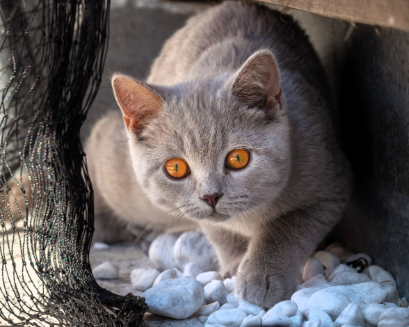 Обои картинки фото животные, коты, кот, серый, камни