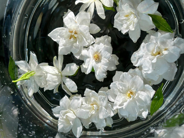 Обои картинки фото цветы, жасмин