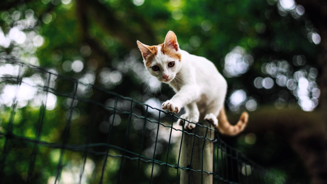 Обои картинки фото животные, коты, котенок, забор