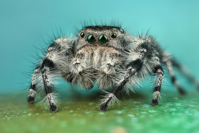 Обои картинки фото животные, пауки, мохнатый