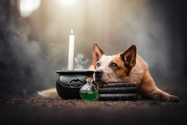 Обои картинки фото животные, собаки, хэллоуин