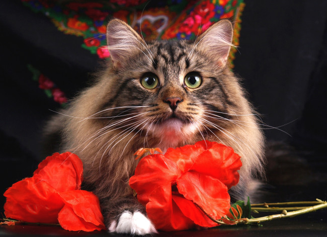 Обои картинки фото животные, коты, кот, кошка