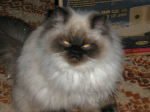 Картинка кот персик животные коты