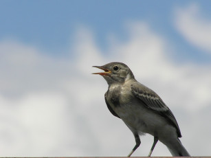 Картинка животные птицы