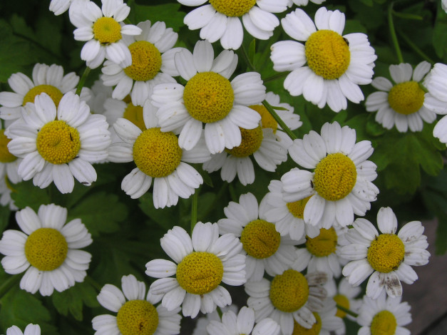 Обои картинки фото цветы, ромашки