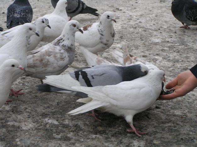 Обои картинки фото животные, голуби