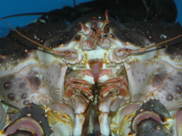 Обои картинки фото животные, крабы, раки