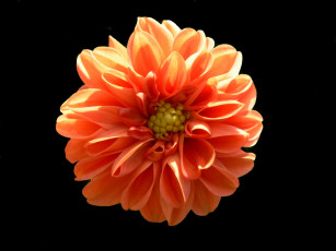 Картинка цветы георгины