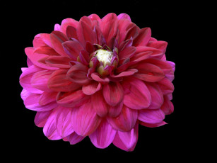 Картинка цветы георгины