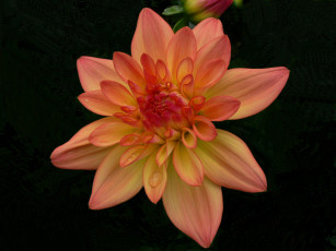 Картинка цветы георгины