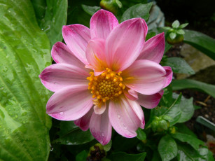 Картинка цветы георгины