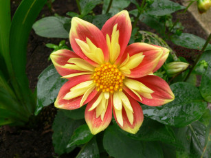 Картинка цветы георгины