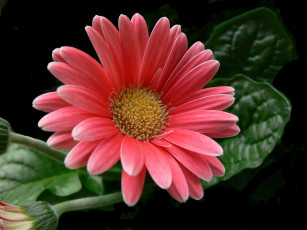 Картинка цветы герберы