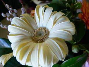 обоя цветы, герберы