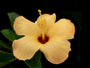 Картинка цветы гибискусы