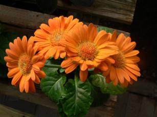 Картинка цветы календула