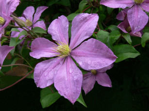 Картинка цветы клематис ломонос