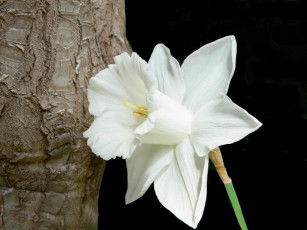 Картинка цветы нарциссы