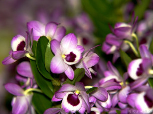 Картинка цветы орхидеи